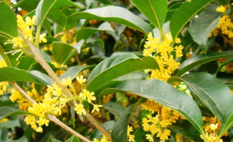桂花多久澆一次水 桂花多久澆一次水