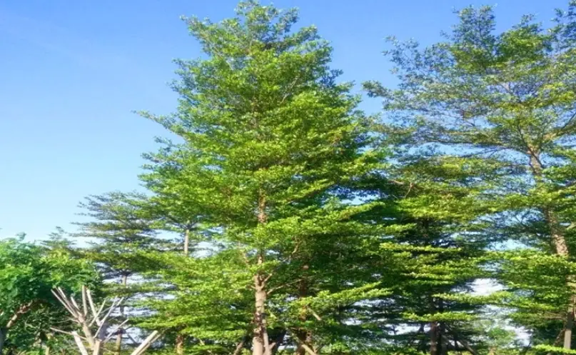 小葉欖仁澆水過多 小葉欖仁澆水過多