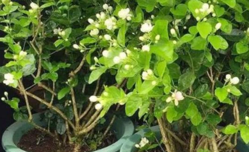 茉莉花不開花 茉莉花不開花