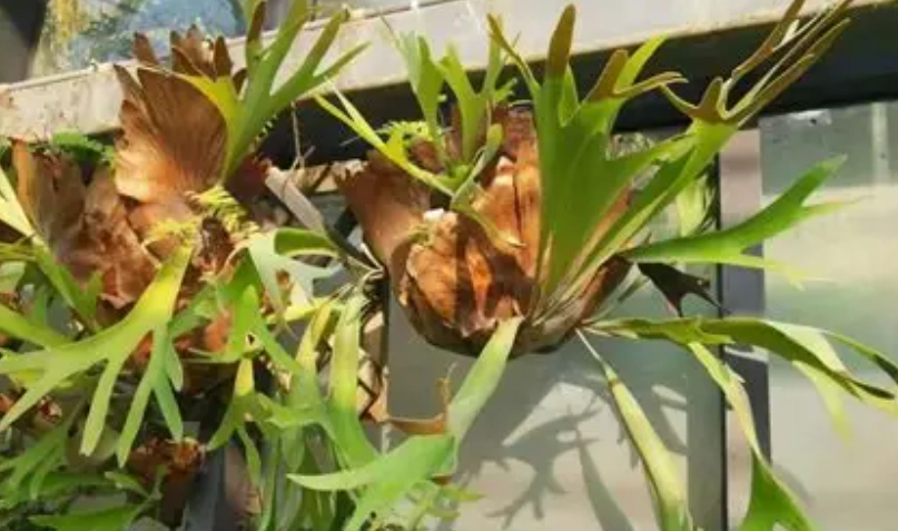 室內植物推薦