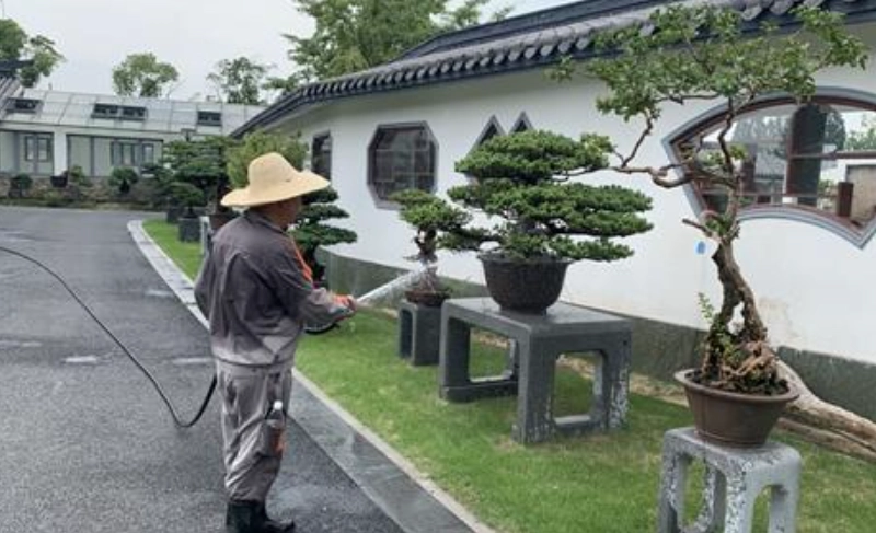 盆景澆水頻率 盆景澆水頻率