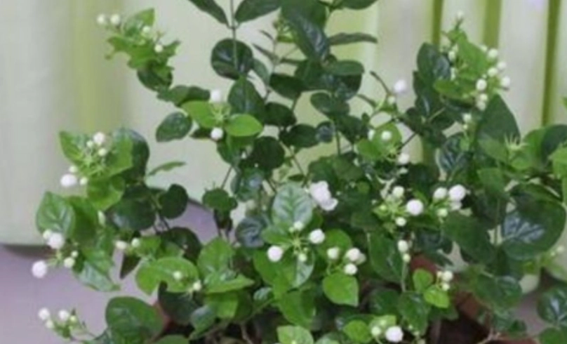 茉莉花怎麼種 茉莉花怎麼種