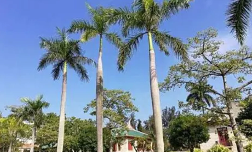 大王椰子 亚历山大椰子 分辨 大王椰子 亚历山大椰子 分辨