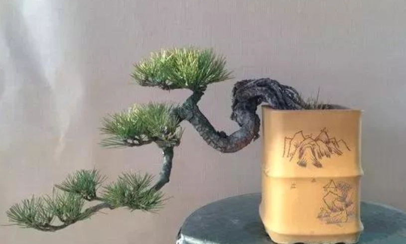 黑松换盆 黑松换盆