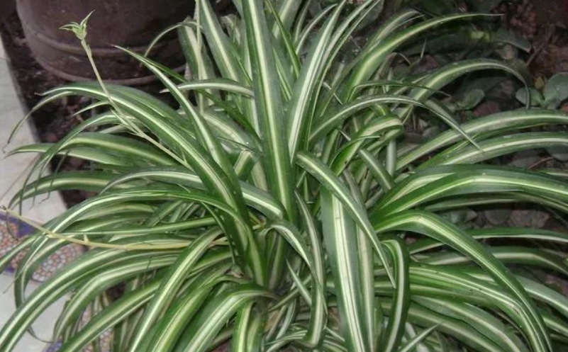 室內植物推薦 室內植物推薦