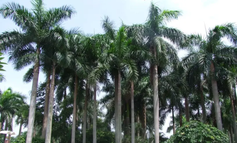 一次搞懂亚历山大椰子与大王椰子区别：从外观到用途的终极辨识指南