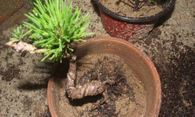 黑松换盆 黑松换盆