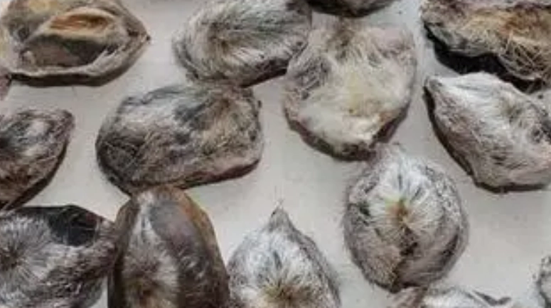 麝香葡萄種子用途 麝香葡萄種子用途