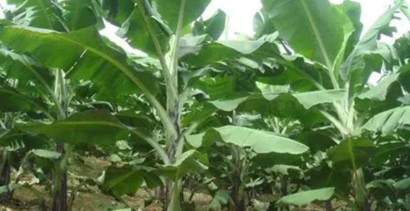 香蕉假莖環保 香蕉假莖環保