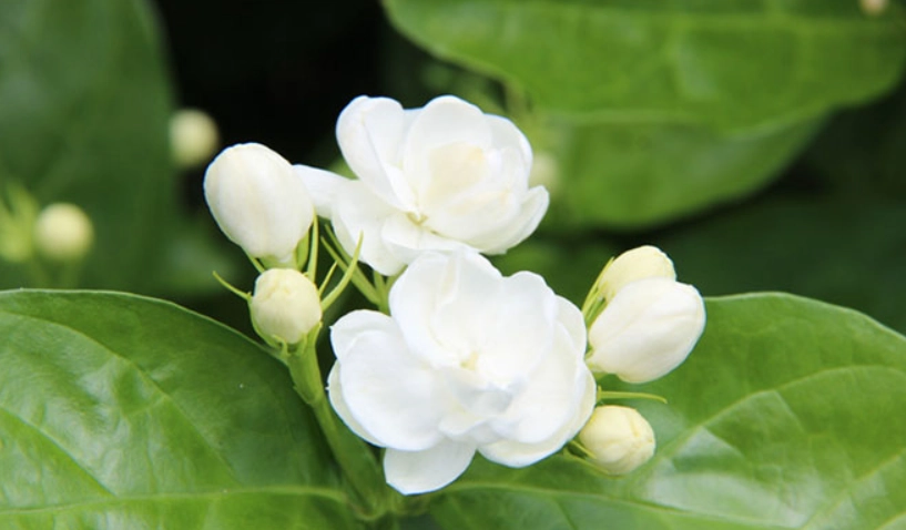 茉莉花不開花 茉莉花不開花