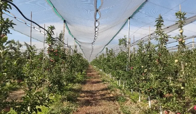 果樹矮化方法全攻略：小空間種出豐收果實的實用技巧