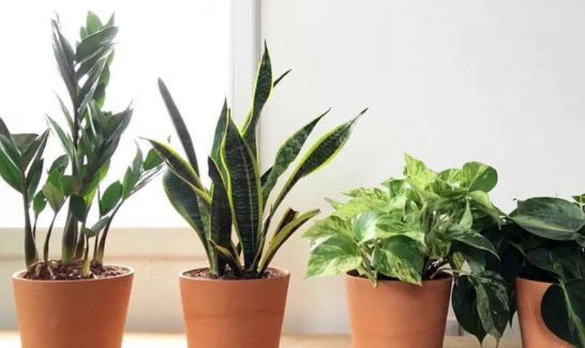 室內植物推薦 室內植物推薦