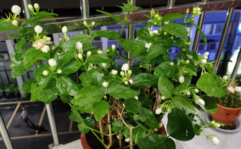 茉莉花不開花 茉莉花不開花