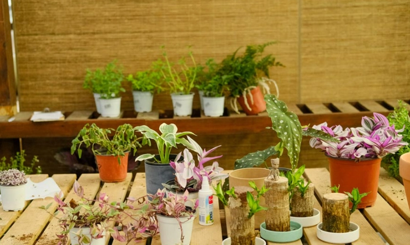 50種室內植物全攻略：從新手到高手都受用的綠手指養成指南