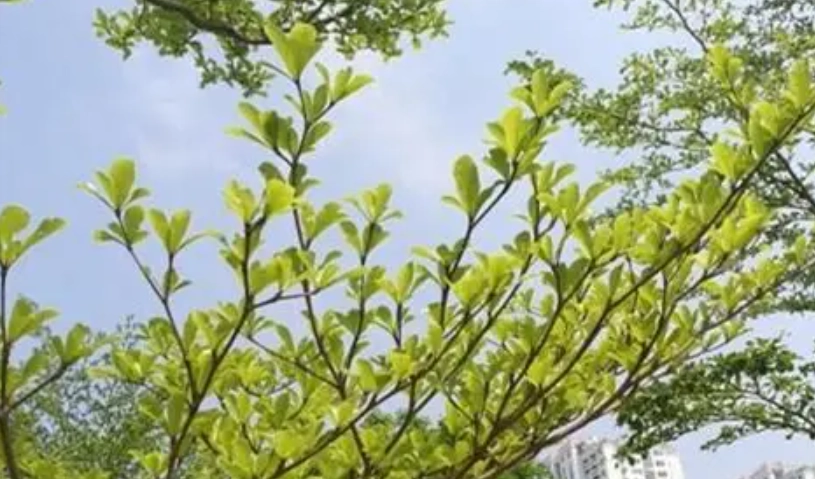 小葉欖仁怎麼澆水 小葉欖仁怎麼澆水