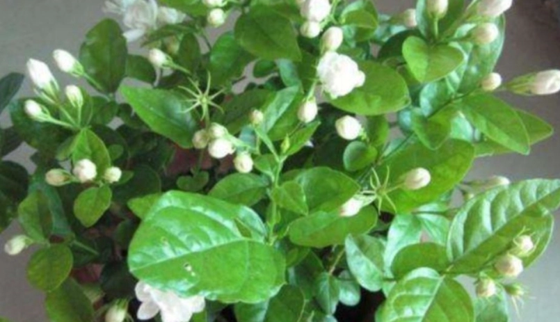 茉莉花怎麼種 茉莉花怎麼種