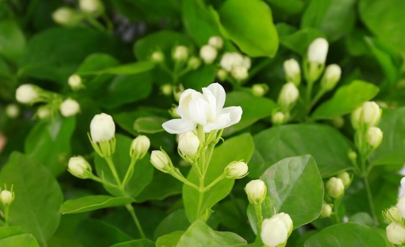 茉莉花怎麼種 茉莉花怎麼種