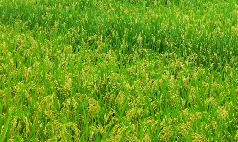 水稻開花拍攝 水稻開花拍攝