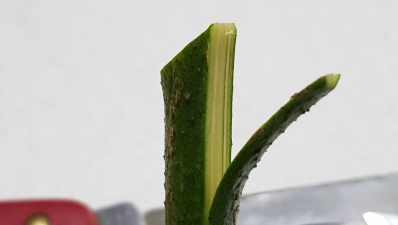 芒果嫁接砧木選擇全攻略：提升成活率與果實品質的關鍵技巧