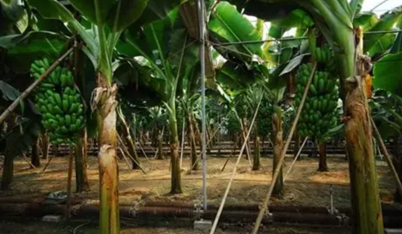 香蕉假莖終極指南：從廢棄物到寶藏資源的實用應用大全