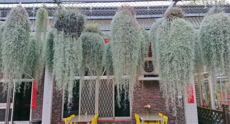 空氣鳳梨松蘿 空氣鳳梨松蘿
