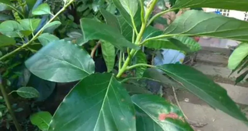 酪梨種子發芽 酪梨種子發芽