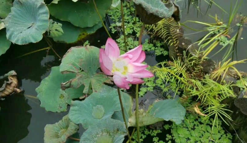 植物園 旅遊指南 植物園 旅遊指南
