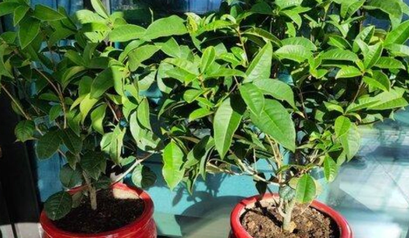 桂花多久澆一次水 桂花多久澆一次水