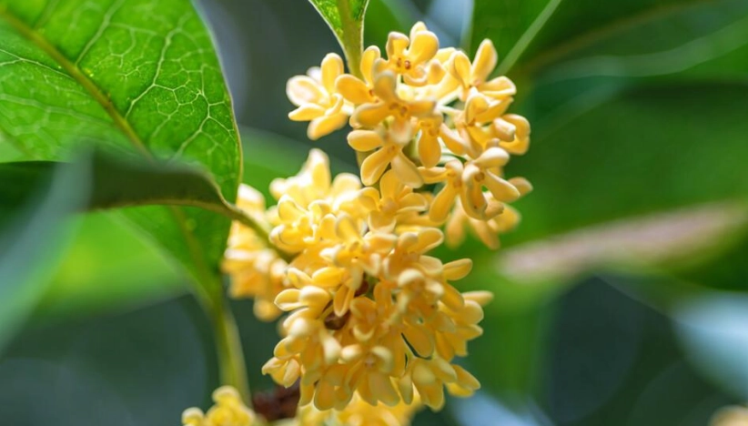桂花多久澆水一次？澆水頻率、季節調整與常見錯誤完整指南