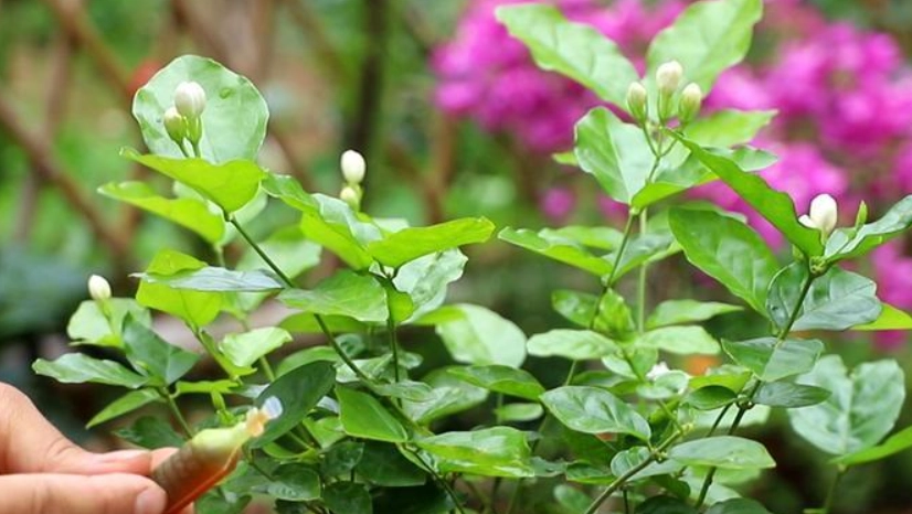茉莉花怎麼種 茉莉花怎麼種