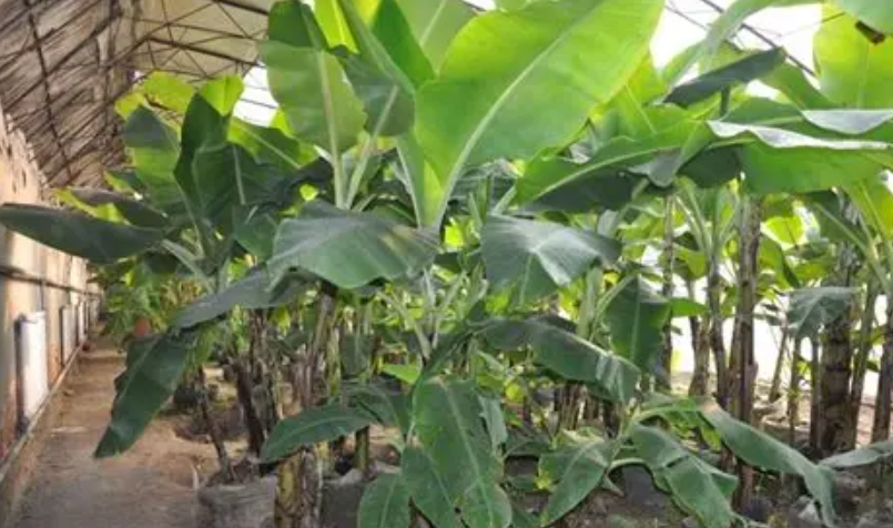 香蕉假莖處理 香蕉假莖處理