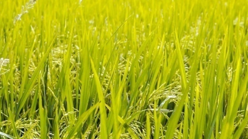水稻開花時節：最佳觀賞期、拍攝技巧與田間管理重點解析