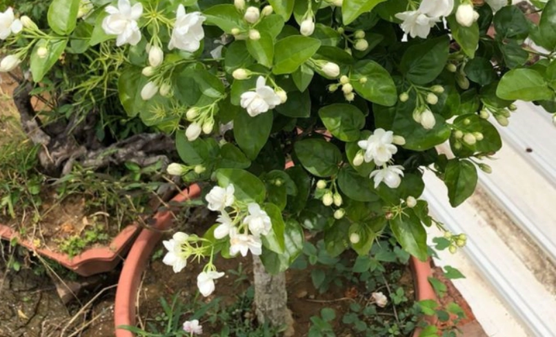 茉莉花怎麼種 茉莉花怎麼種