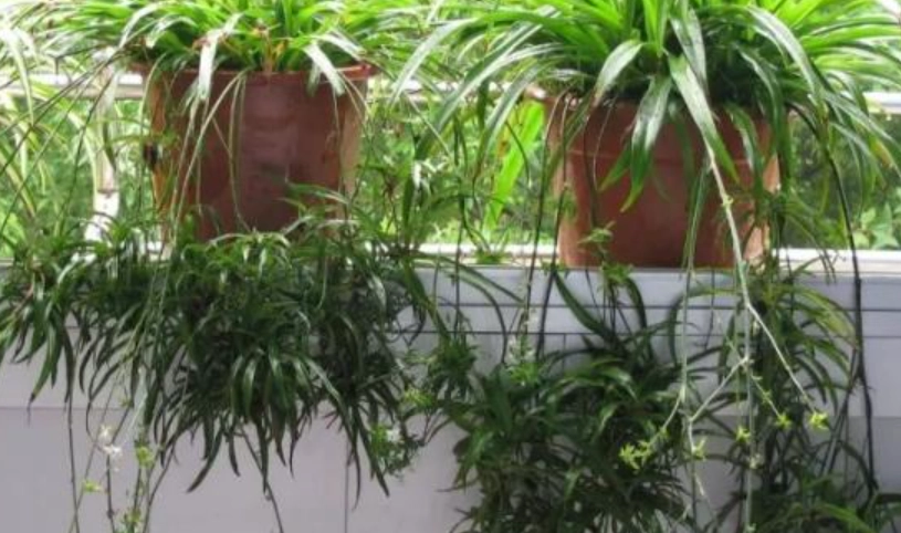 空氣清淨植物 空氣清淨植物