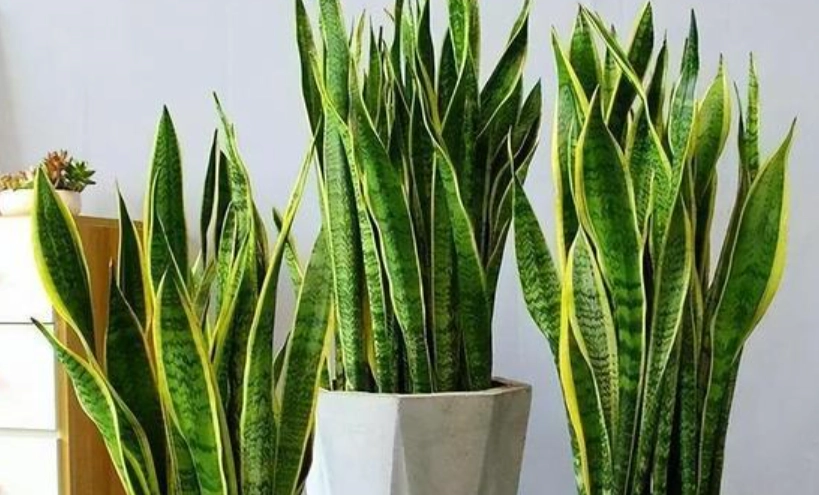 室內植物推薦