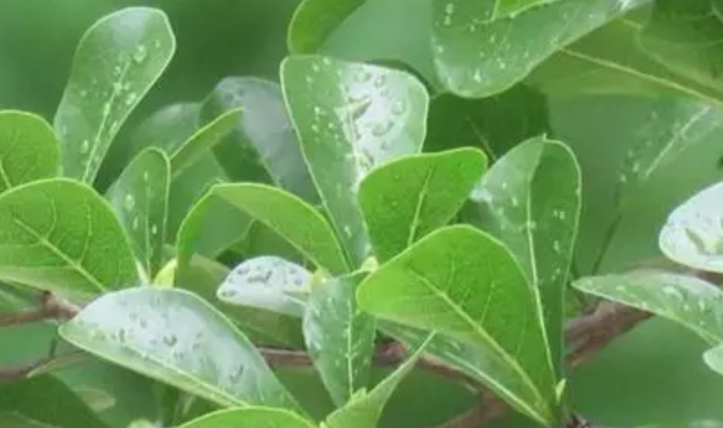 小葉欖仁澆水頻率 小葉欖仁澆水頻率