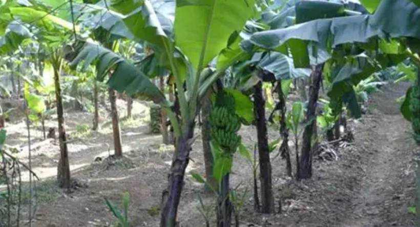 香蕉假莖處理 香蕉假莖處理