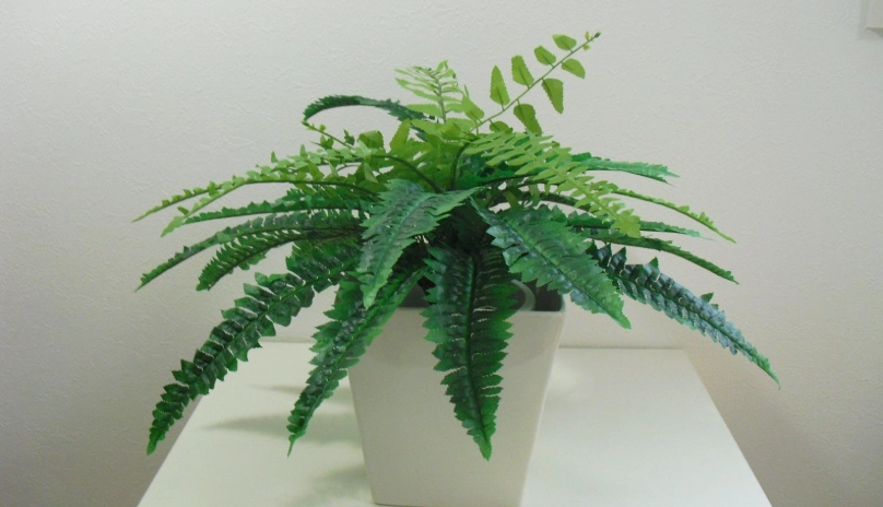 淨化空氣植物 淨化空氣植物