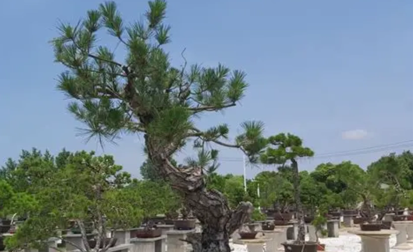 黑松盆景養護 黑松盆景養護