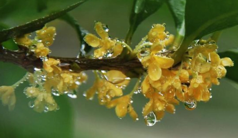 桂花澆水方法