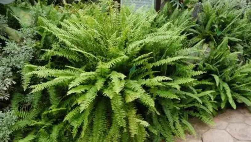懶人植物