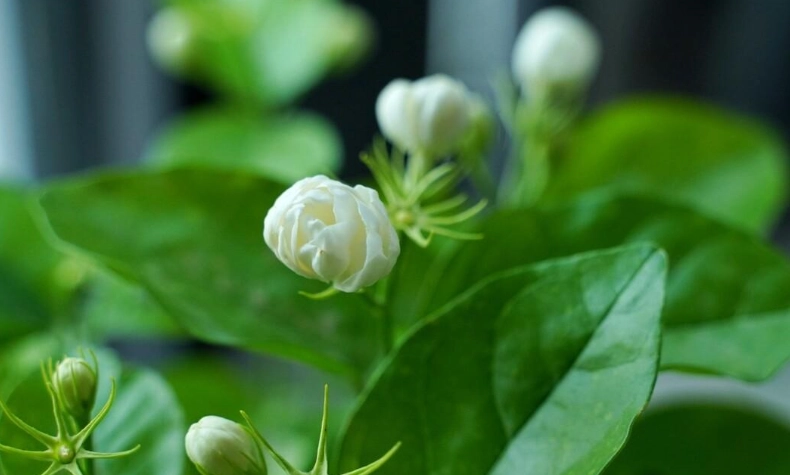 茉莉花不開花 茉莉花不開花