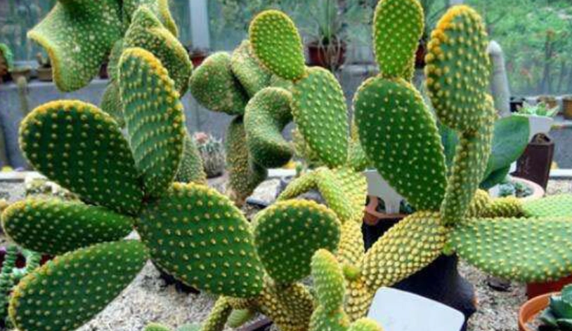 多肉植物澆水頻率 多肉植物澆水頻率