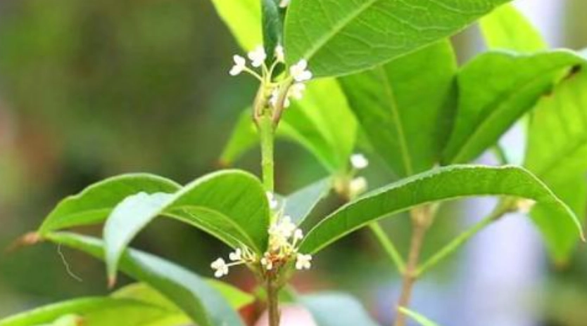 桂花澆水頻率 桂花澆水頻率