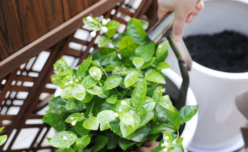 茉莉花怎麼種 茉莉花怎麼種