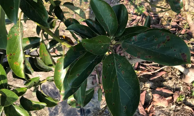 酪梨黑斑病