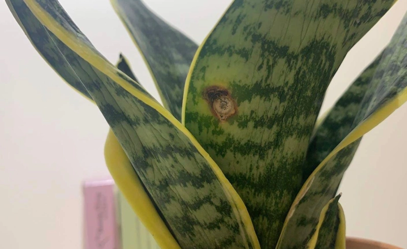 虎尾蘭爛根處理 虎尾蘭爛根處理