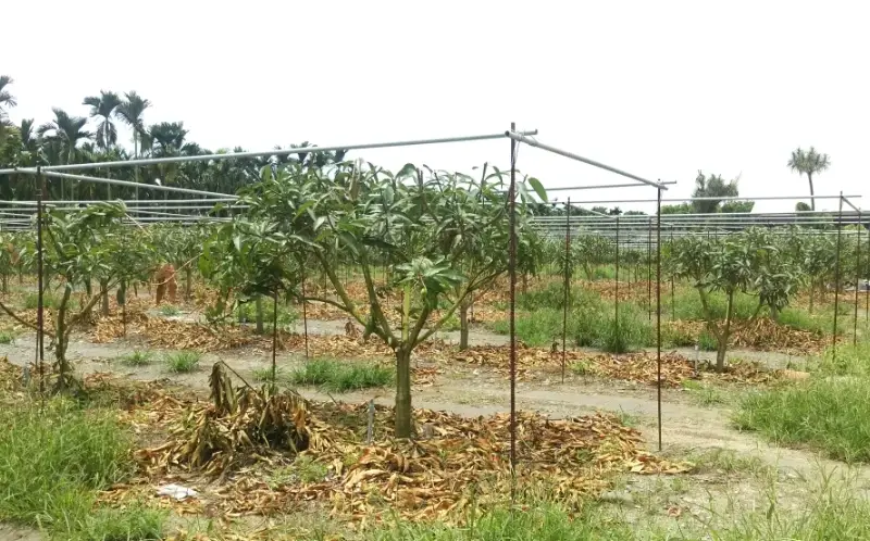 芒果樹矮化修剪 芒果樹矮化修剪