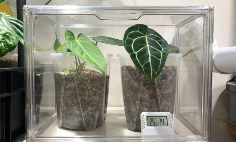 植物悶養全攻略：從原理到實作，讓你的寶貝植物不再焦邊