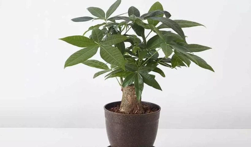 發財樹品種介紹 發財樹品種介紹